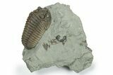 Large Flexicalymene Trilobite - Indiana #270392-1